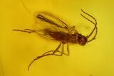 Three Fossil Flies (Diptera) In Baltic Amber #197757-1